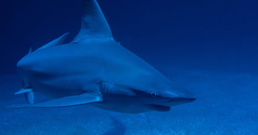 découvrez les habitats variés des requins à travers le monde, de récifs coralliens aux profondeurs océaniques, et comprenez leur rôle essentiel dans les écosystèmes marins.