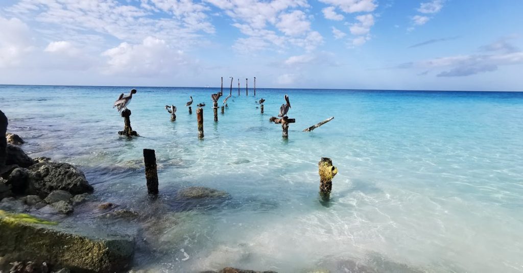 vivez une expérience inoubliable à aruba, entre plages paradisiaques, activités passionnantes et culture chaleureuse.