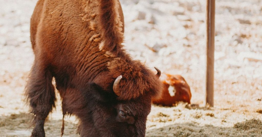 découvrez la réserve de bisons européens, un espace naturel protégé dédié à la conservation et à l'observation de ce majestueux animal dans son habitat naturel.