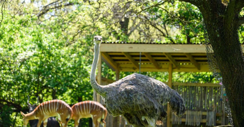 découvrez notre parc animalier, un lieu unique où vous pouvez observer une grande variété d'animaux dans leur habitat naturel, idéal pour une sortie en famille ou entre amis.
