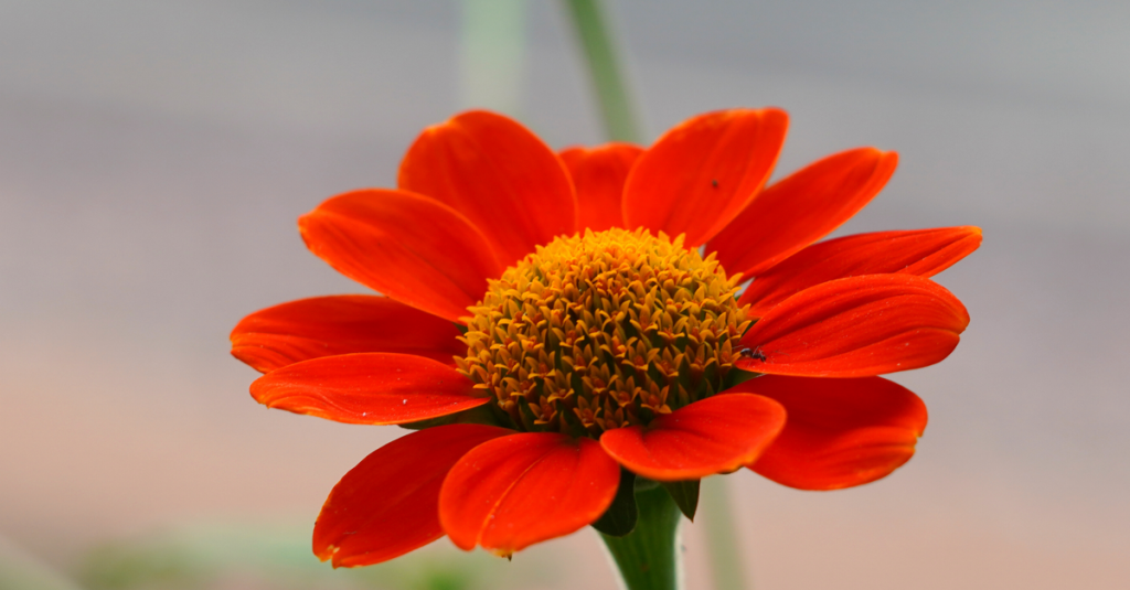 découvrez la beauté éclatante des fleurs mexicaines, symboles colorés de la culture et de la nature du mexique.