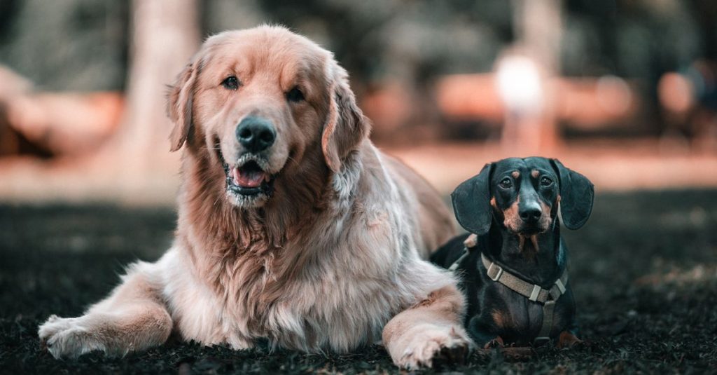 découvrez les plus grandes races de chiens, leurs caractéristiques, tempéraments et conseils pour bien les accueillir chez vous.