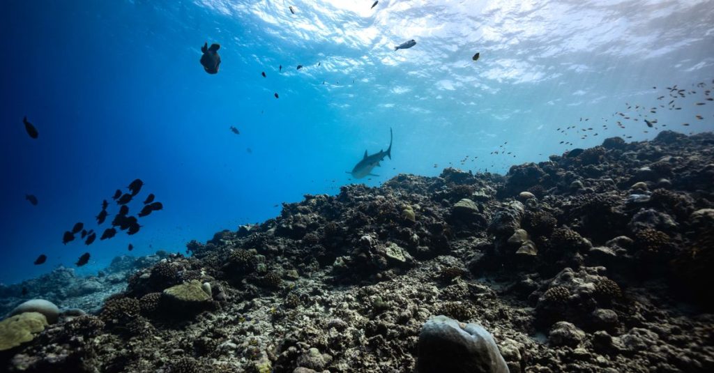 découvrez les différents habitats des requins, des récifs coralliens aux eaux profondes, et comprenez où ces prédateurs marins vivent et prospèrent.
