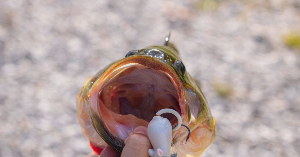 découvrez les meilleures techniques pour la pêche du black bass et améliorez vos compétences pour attraper ce poisson emblématique.