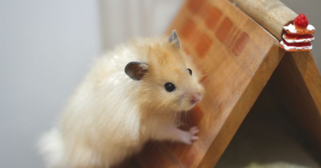 découvrez tout sur le hamster géant : caractéristiques, habitat, comportement et conseils pour son entretien.