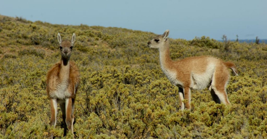 découvrez la faune exceptionnelle de la patagonie, un paradis naturel où la biodiversité rencontre des paysages à couper le souffle.